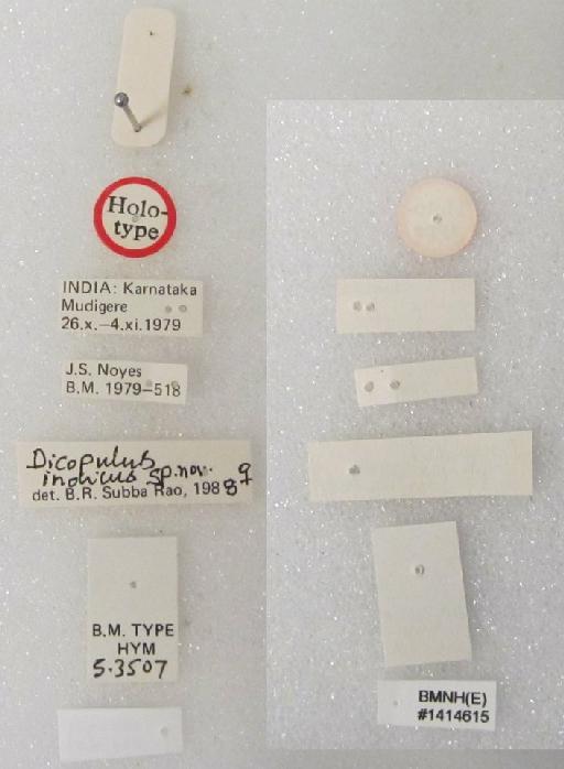 Dicopomorpha indica (Subba Rao, B.R., 1989) - Dicopomorpha indica (Subba Rao, 1989) #1414615 Hym Type 5.3507 labels