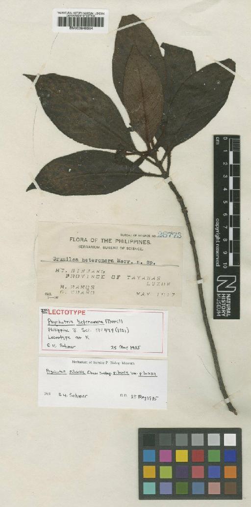 Psychotria pilosella Elmer - BM000945504
