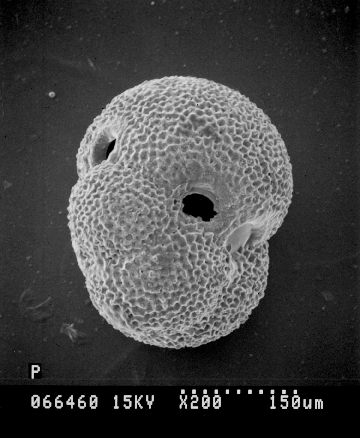 To NHMUK collection (Globigerapsis tropicalis Blow & Banner, 1962; Holotype; NHMUK:ecatalogue:2388250)