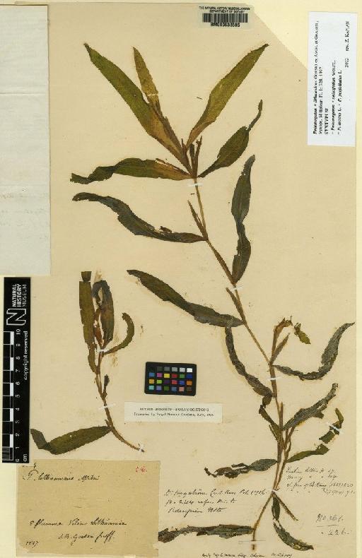 Potamogeton × salicifolius Wolfg. - BM000638506b