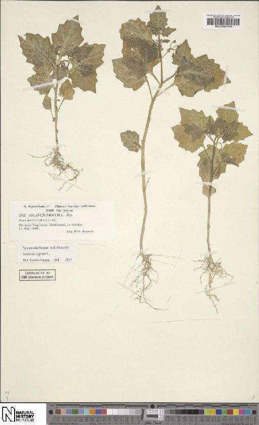 Solanum nigrum L. - BM000942059