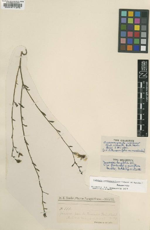 Ludwigia pseudo-narcissus (Chodat & Hassl.) Ramamoorthy - BM000548878