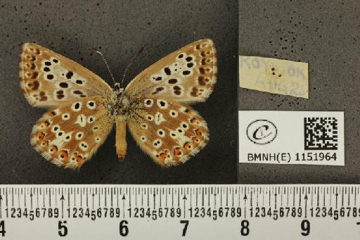 Lysandra coridon ab. antipluripuncta Bright & Leeds, 1938 - BMNHE_1151964_103109