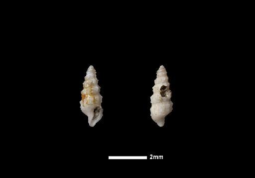 Pleurotoma (Drillia) pupiformis E. A. Smith, 1884 - 1874.1.19.47/1874.1.19.76_a