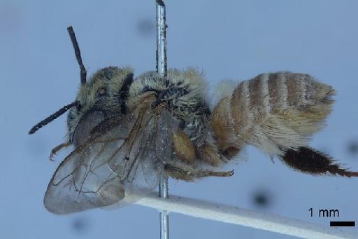 Megachile (Trichurochile) pulchra Smith, F., 1879 - 969499 Megachile pulchra female type lateral.jpg