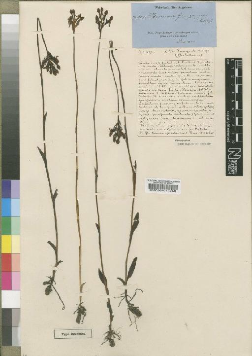 Platycoryne guingangae (Rchb.f.) Rolfe - BM000038801