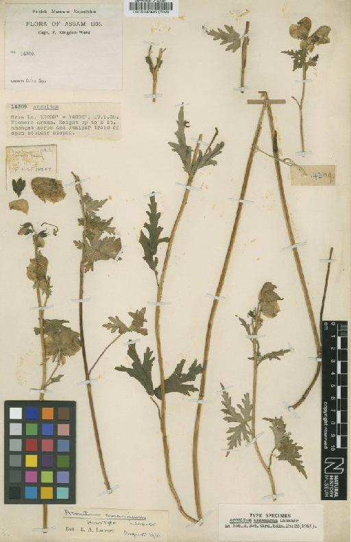 Aconitum assamicum Lauener - BM000514906
