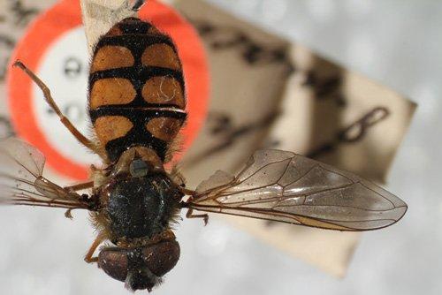 Syrphus octomaculatus Walker, 1837 - Syrphus octomaculatus