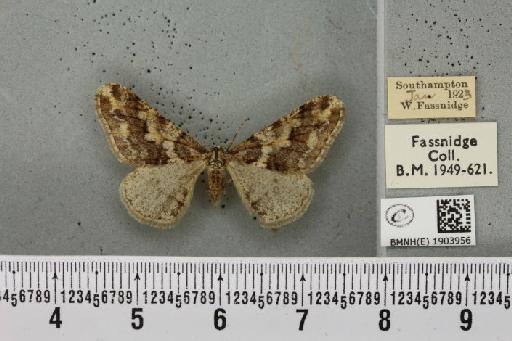 Agriopis leucophaearia (Denis & Schiffermüller, 1775) - SOPHIE_007276_463093