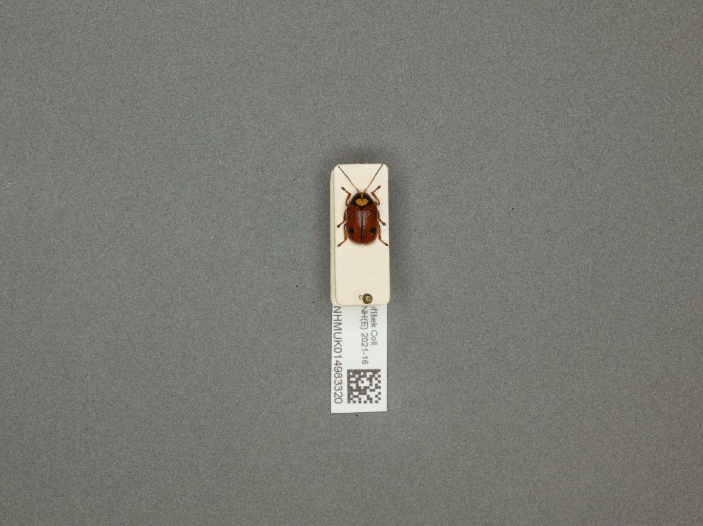 Cryptocephalus cordiger