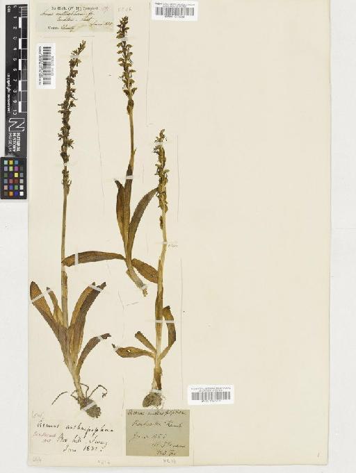 Orchis anthropophora (L.) All. - BM001057210