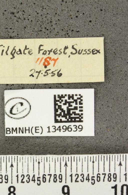 Erynnis tages tages (Linnaeus, 1758) - BMNHE_1349639_label_158024