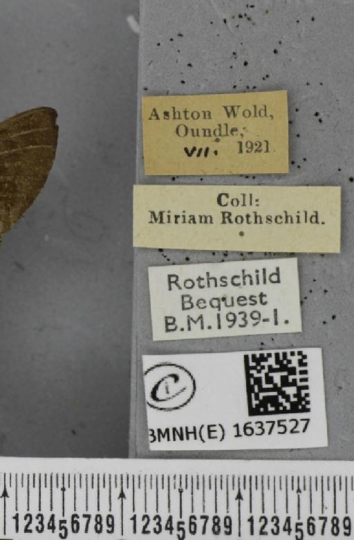 Macroglossum stellatarum (Linnaeus, 1758) - BMNHE_1637527_label_206210