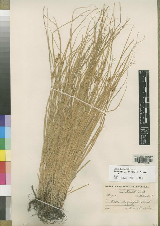 Carex glomerabilis V.I.Krecz. - BM000624845