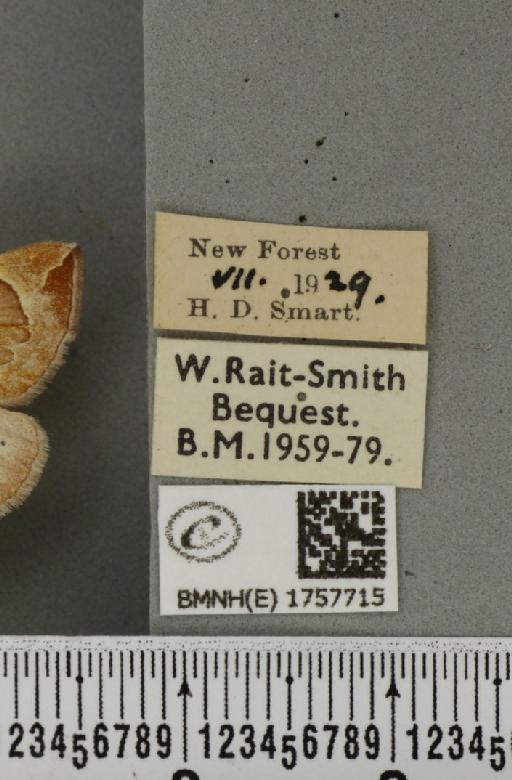 Eulithis testata ab. achatinata Hübner, 1796 - BMNHE_1757715_label_333000