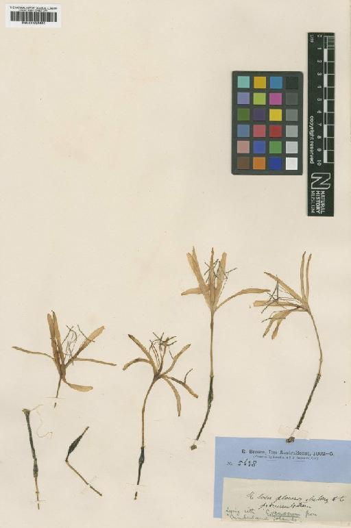 Crinum flaccidum Herb. - BM000990601