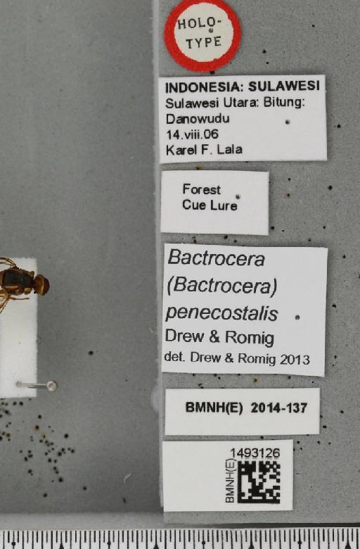 Bactrocera (Bactrocera) penecostalis Drew & Romig, 2013 - BMNHE_1493126_label_44220