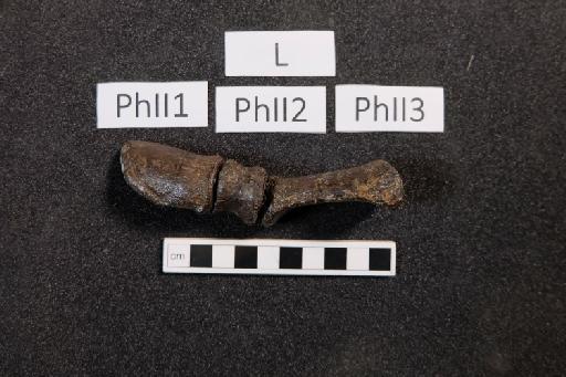 Mantellisaurus atherfieldensis (Hooley, 1925) - R5764-Mantellisaurus_R5764_Left_PhII1-3-1