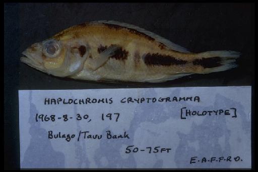 Haplochromis cryptogramma Greenwood & Gee, 1969 - Haplochromis cryptogramma; 1968.8.30.197