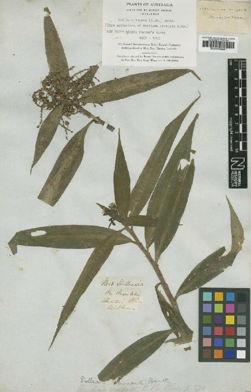 Pollia crispata (R.Br.) Benth. - BM000939281