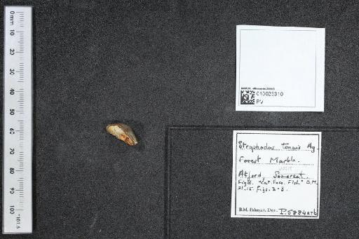 Asteracanthus tenuis Agassiz, 1838 - 010023310_L010040528