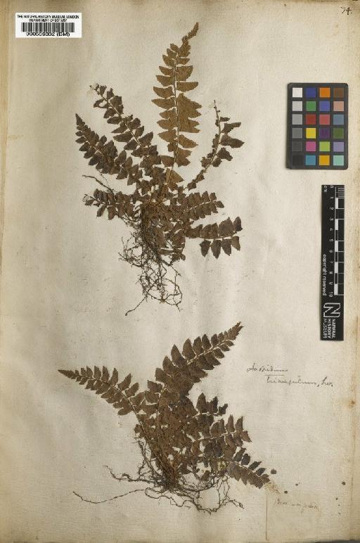 Polypodium echinatum J.F.Gmel. - BM000589332