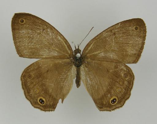 Euptychia austera Butler, 1867 - BMNH(E)_ 1204755_Yphthimoides_(Euptychia)_austera_Butler_T_female_ (2)