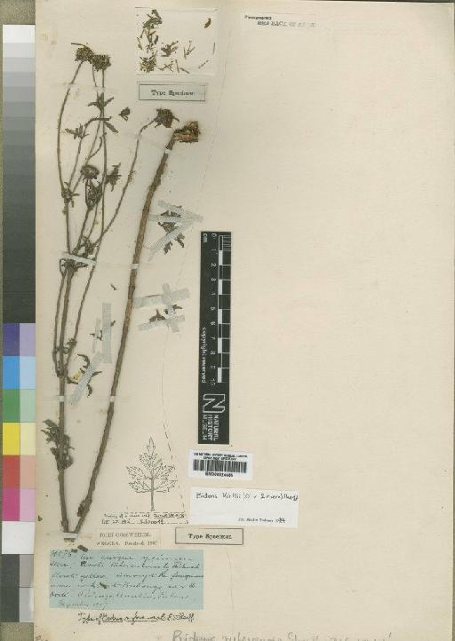 Bidens kirkii (Oliv. & Hiern) Sherff - BM000924456