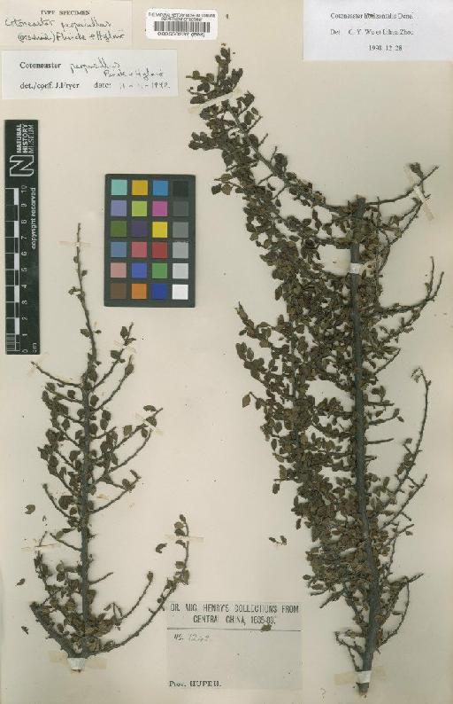 Cotoneaster perpusillus (C.K.Schneid.) Flinck & B.Hylmö - BM000550237