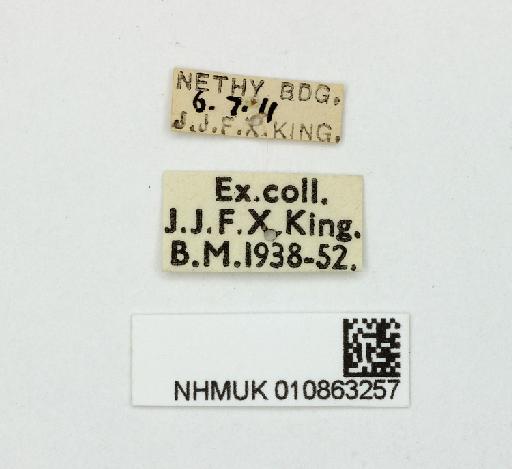 Blera fallax (Linnaeus, 1758) - 010863257-Blera_fallax-label