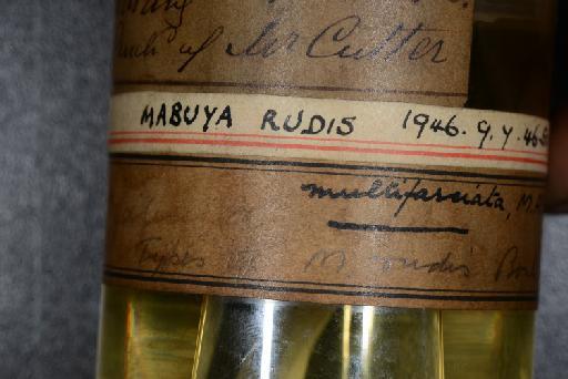 Mabuya multifasciata (Kuhl, 1820) - DSC_0334 Mabuya rudis type 1946.9.7.46-50.JPG