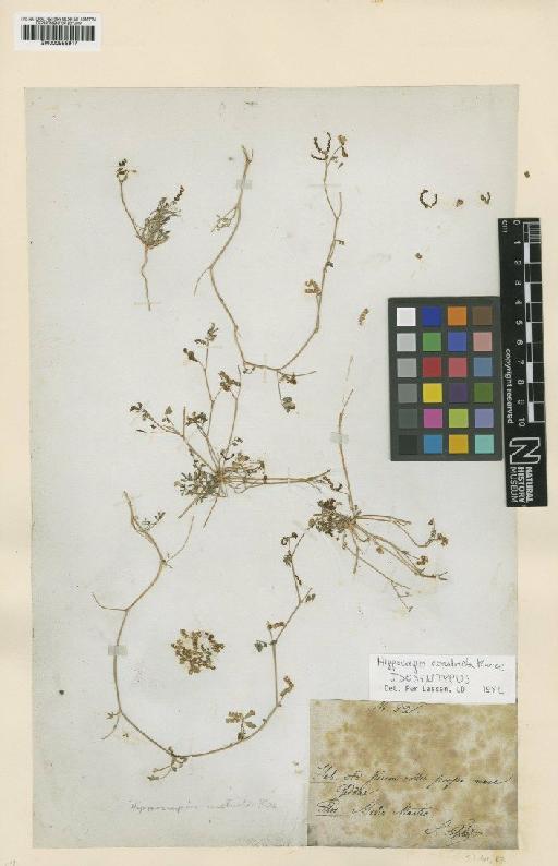 Hippocrepis constricta Kuntze - BM000958917