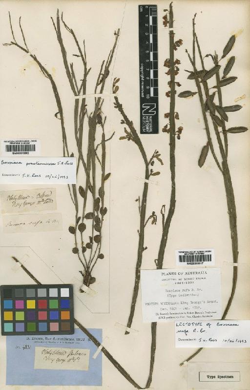 Bossiaea oxyclada Turcz. - BM000900917