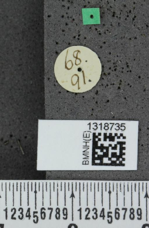 Systena basalis Jacquelin du Val, 1857 - BMNHE_1318735_a_label_26159