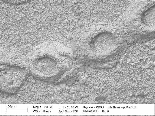 Rhammatopora glenrosa Martha et al., 2019 - PI BZ 8149 - Rhammatopora glenrosa