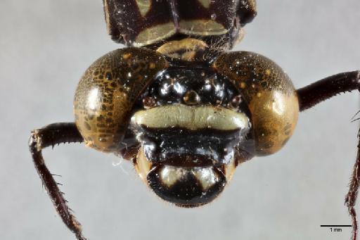 Heliogomphus pruinans Fraser, 1922 - 013324357_anterior_head