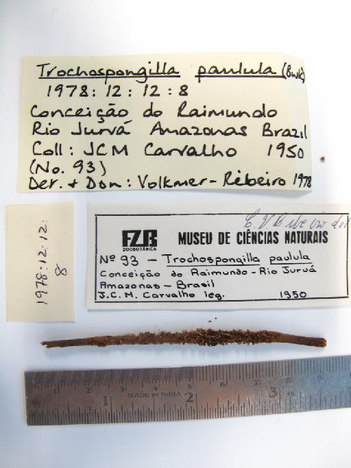 Trochospongilla paulula (Bowerbank, 1863) - 1978.12.12.8 (pic 3)