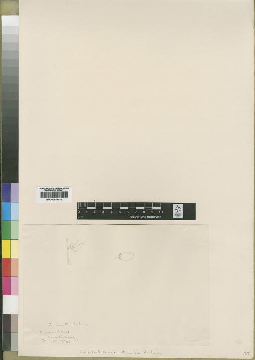Crotalaria kurtii Schinz - BM000843244