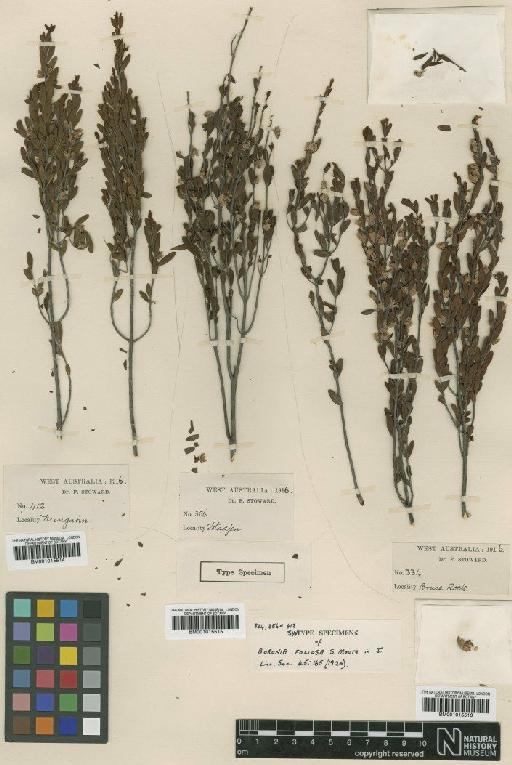 Boronia foliosa S.Moore - BM001015516