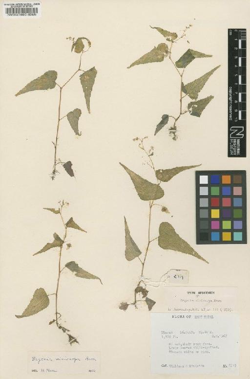 Begonia minicarpa Hara - BM000043990