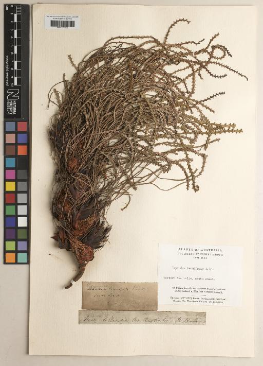 Dryandra tenuifolia R.Br. - BM001217173