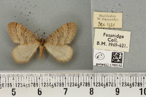 Operophtera brumata (Linnaeus, 1758) - BMNHE_1780182_358713