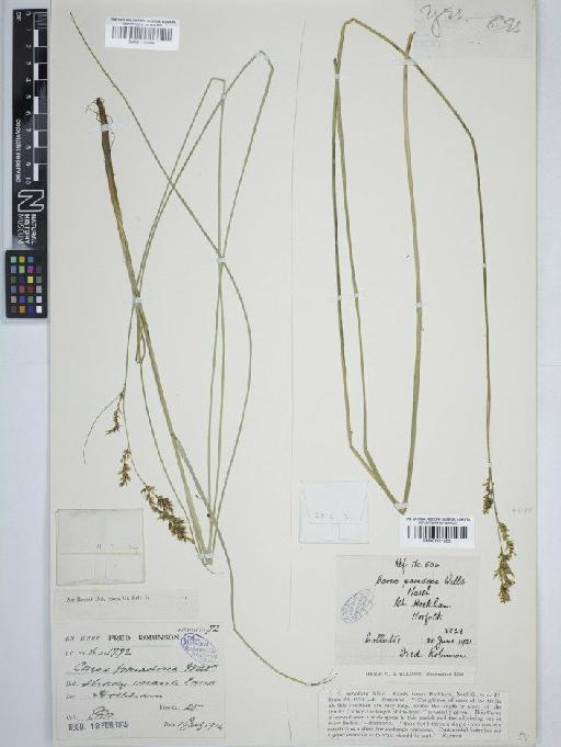 Carex appropinquata Schumach. - BM001111535 carex
