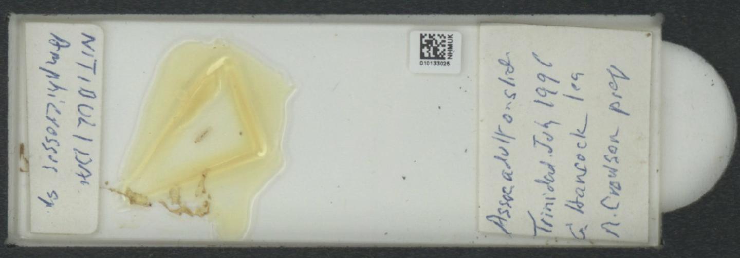 Amphicrossus thumbnail