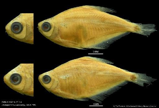 Hemigrammus kennedyi Eigenmann in Eigenmann & Kennedy, 1903 - BMNH 1907.4.27.3-4 Hemigrammus kennedyi, PARATYPE