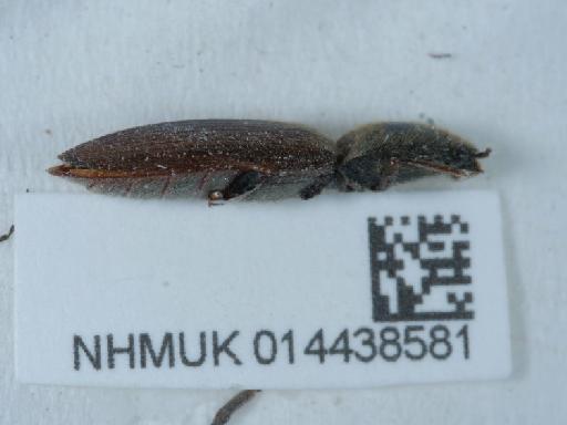 Athous (Athous) haemorrhoidalis (Fabricius, 1801) - 014438581_2