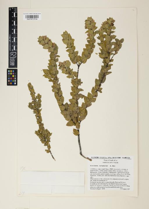 Geissoloma marginatum (L.) A.Juss. - 014629244