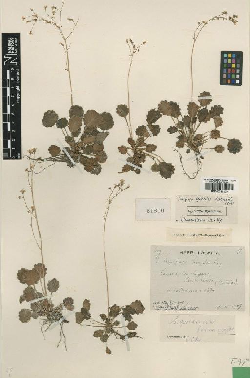 Saxifraga umbrosa L. - BM000750573