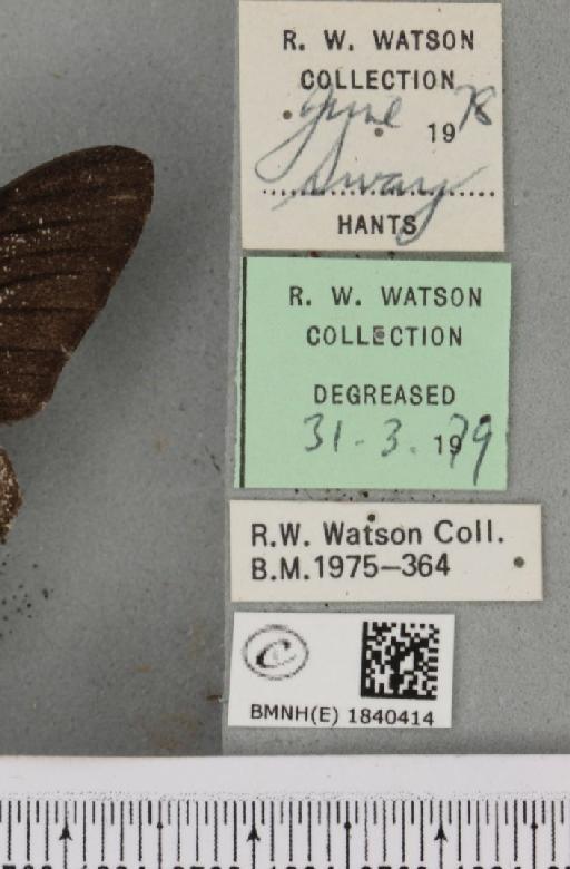 Biston betularia (Linnaeus, 1758) - BMNHE_1840414_label_413404