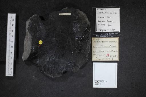 Ichthyosaurus De la Beche & Conybeare, 1821 - 010020172_L010040102
